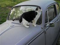 VW Cats