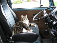 VW Cats