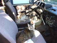 VW Cats