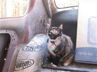 VW Cats