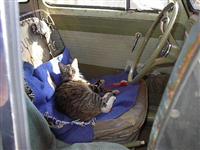 VW Cats