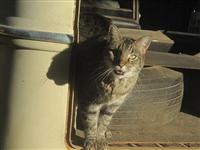 VW Cats