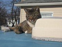 VW Cats