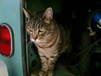 VW Cats