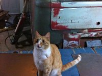 VW Cats