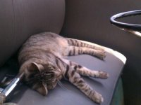 VW Cats