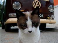 VW Cats