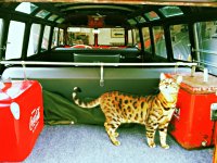 VW Cats