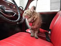 VW Cats
