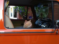 VW Cats