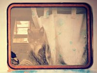 VW Cats