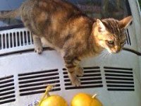 VW Cats