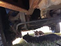 VW Cats
