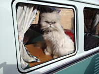 VW Cats