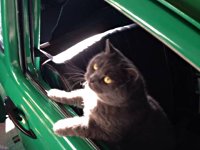 VW Cats
