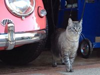 VW Cats