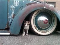 VW Cats