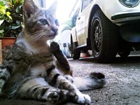 VW Cats