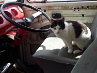 VW Cats