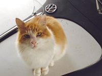 VW Cats