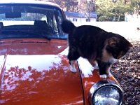 VW Cats