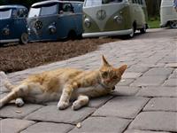 VW Cats