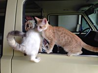VW Cats