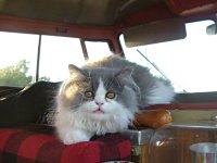 VW Cats