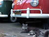 VW Cats