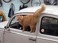 VW Cats