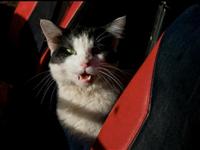 VW Cats