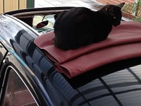 VW Cats