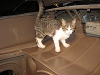 VW Cats