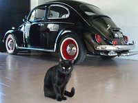 VW Cats