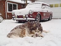 VW Dogs