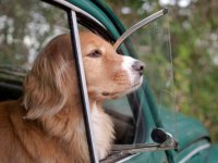 VW Dogs