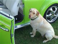 VW Dogs