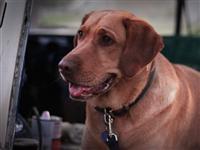 VW Dogs