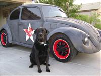VW Dogs