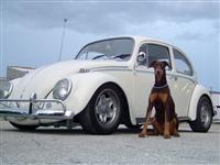VW Dogs
