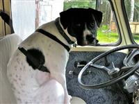 VW Dogs
