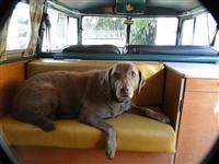 VW Dogs