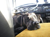 VW Dogs