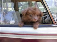 VW Dogs