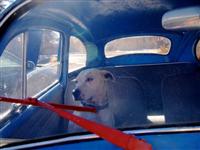 VW Dogs