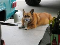 VW Dogs