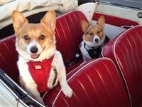 VW Dogs