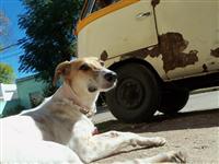 VW Dogs