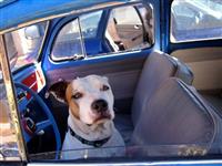 VW Dogs