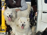 VW Dogs